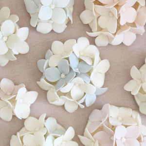 Bouquets of Multicolor Hydrangeas