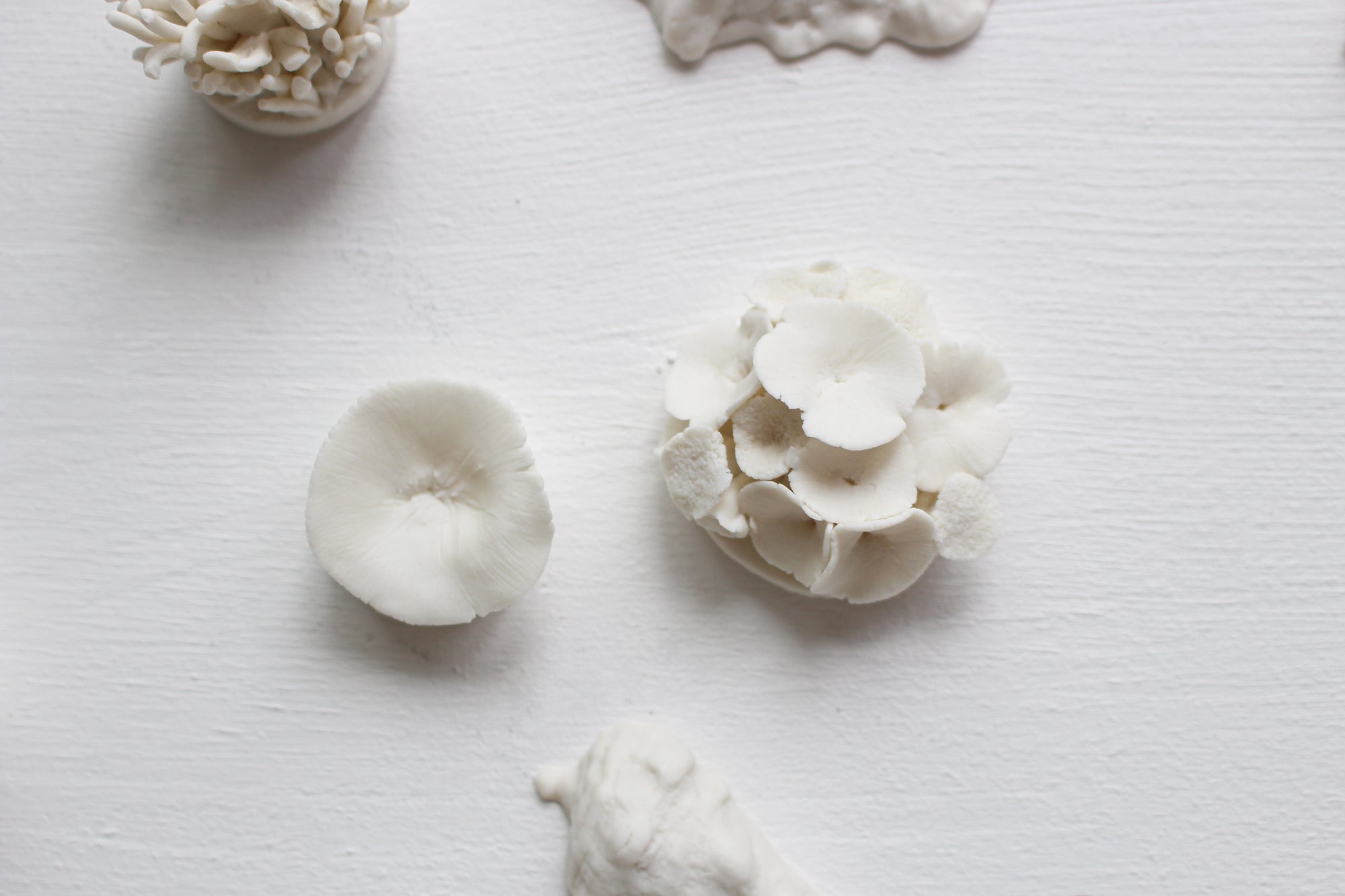 Porcelain Corals Wall Art by Alain Granell