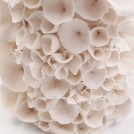 Coral Vase